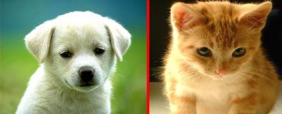 &iquest;PERROS O GATOS?